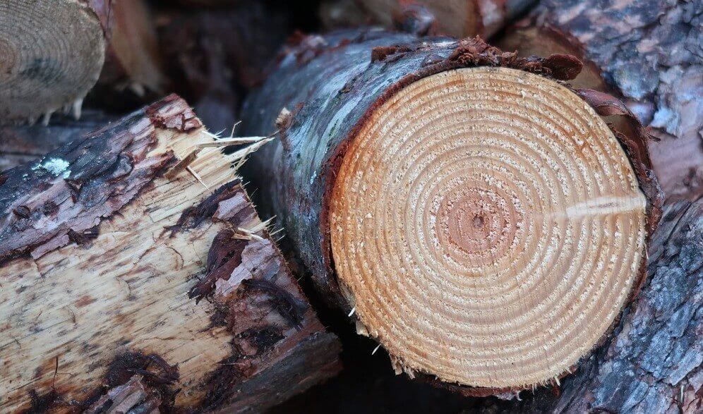 Характеристика древесины пихты